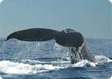 Baleine &agrave; Tadoussac