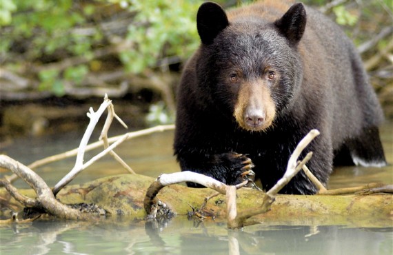 Bear watching safari - Blue River, Canada : Package rates, photos and ...