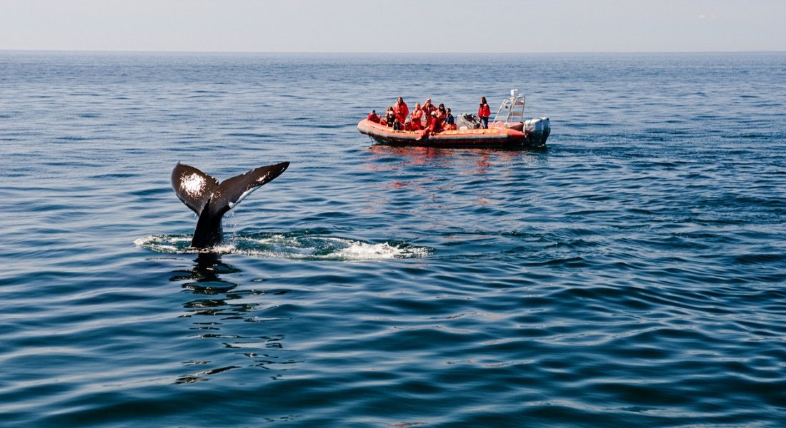 Observation des baleines depuis un Zodiac, @Jewelsy