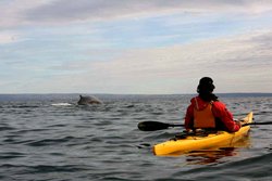 Kayak de mer à Tadoussac