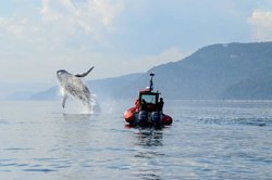 Observation des baleines à Tadoussac