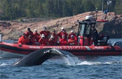 Observation des baleines en zodiac à Tadoussac