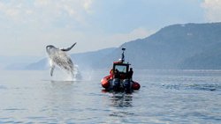 Jumping humpback whale, Tadoussac